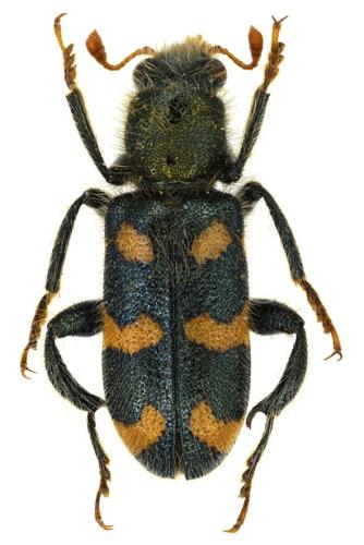 Réf. 320 915 : Trichodes flavocinctus